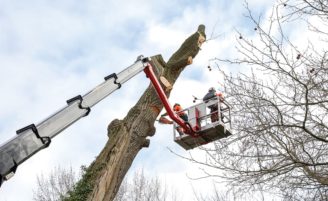 Abattage d'arbre Bourg-en-Bresse